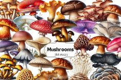 a bunch of different types of mushrooms on a white background