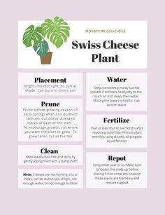 a poster with the words swiss cheese plant and other things to eat in front of it