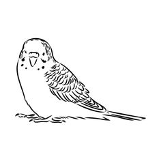 a black and white drawing of a parakeet sitting on top of the ground