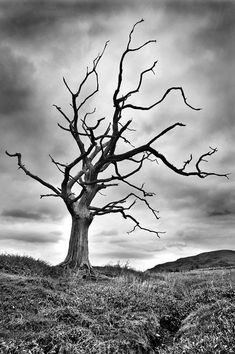 black and white photograph of a dead tree in the middle of a field with dark clouds overhead