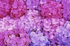 purple and blue flowers with water droplets on them