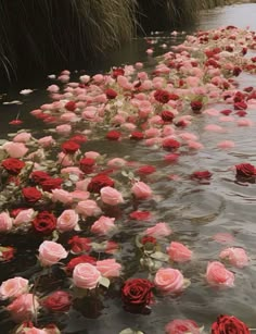 pink and red flowers floating on top of a body of water next to tall grass