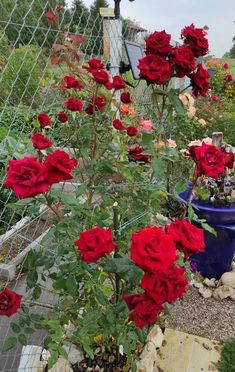 red roses growing in a garden next to a fence