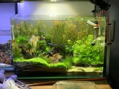 a fish tank filled with plants and other aquatic items on top of a wooden table