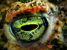 the eye of an animal with green eyes