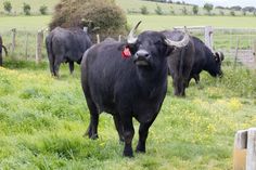 a herd of black cows grazing in a field