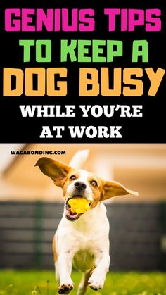 a dog running with a ball in its mouth and the words genius tips to keep a dog busy while you're at work