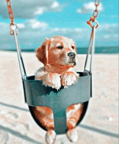 a dog is sitting in a swing at the beach