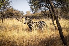 a zebra is standing in the tall grass