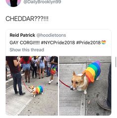 a dog wearing a rainbow shirt and leash with people standing on the sidewalk behind it