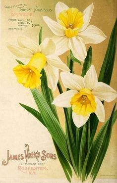 a painting of three yellow and white daffodils with green leaves on the bottom