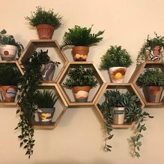 several hexagonal shelves with plants on them are arranged in the shape of hexagons