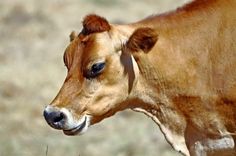 a brown cow standing on top of a dry grass field