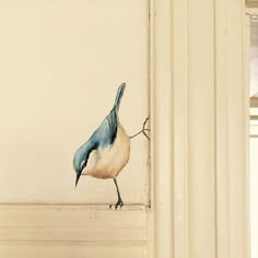 Painted Walls, Mural Ideas, Wall Paint, 인테리어 디자인, Bird Art, 그림 그리기, Home Style, Dekorasi Rumah, House Stuff