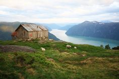 some sheep are grazing in the grass on top of a hill near a lake and mountains