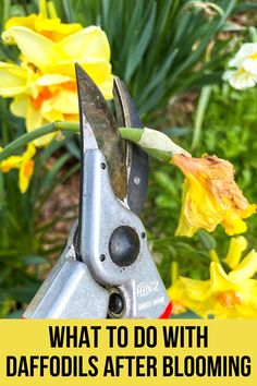 a pair of scissors with the words what to do with daffodils after blooming