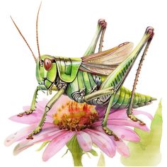 a green grasshopper sitting on top of a pink flower next to a white background