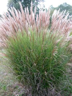 some very pretty plants in the grass