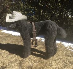 a black poodle wearing a cowboy hat standing on top of a grass covered field