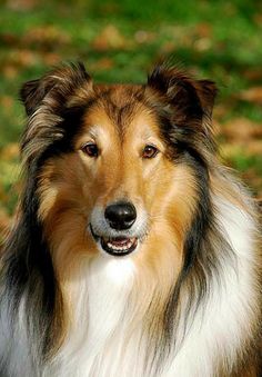 a brown and white dog sitting on top of a lush green field