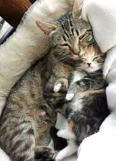 a cat sleeping on top of a white blanket