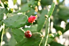 a red flower on a cactus plant with green leaves