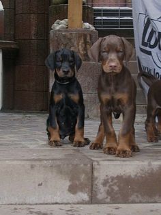 three puppies are sitting on the steps next to each other and one is looking at the camera