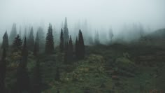 trees in the fog on a mountain side