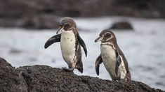 two penguins standing on top of a rock near the ocean with their beaks open