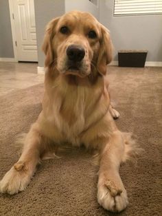 a dog is sitting on the floor looking at the camera