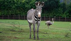 a zebra and an ostrich are standing in the grass