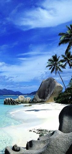 an image of a beach with palm trees and rocks in the sand, on which there is a cat sitting under a palm tree