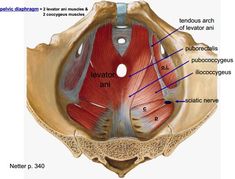 an image of the inside of a human body with muscles labeled in red and blue