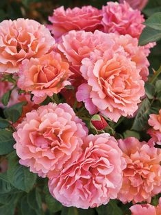 pink flowers with green leaves in the background