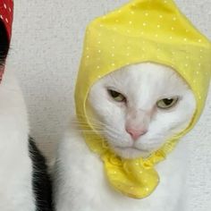 two cats with hats and scarves on their heads, one is white and the other is black