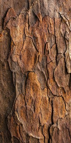 the bark of an old tree is brown