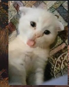 a white cat with its tongue hanging out