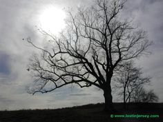 the sun shines through the branches of a bare tree on a cloudy day with no leaves