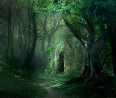 a path in the middle of a forest with lots of trees on either side of it