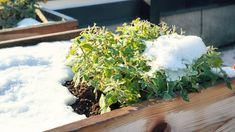 snow is on the ground next to plants in wooden planter boxes and potted plants