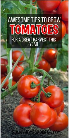 tomatoes growing on the vine with text overlay that reads awesome tips to grow tomatoes for a great harvest this year