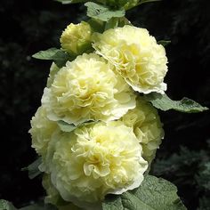 three yellow flowers with green leaves on them