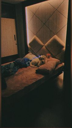 a dog laying on top of a bed in a room with a light shining through the window