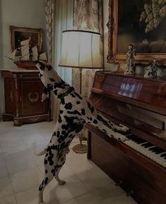 a dalmatian dog standing on it's hind legs to play the piano