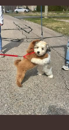 a small brown and white dog on a leash