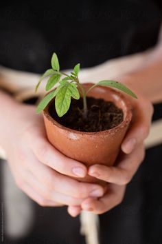 a person holding a small potted plant in their hands by jodi lenski for stocks & jones