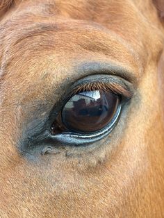 the eye of a brown horse looking straight ahead