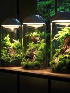 three glass jars filled with plants and rocks