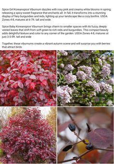 several different types of flowers and trees in the same photo, with caption below