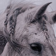 a white horse with braids on it's head